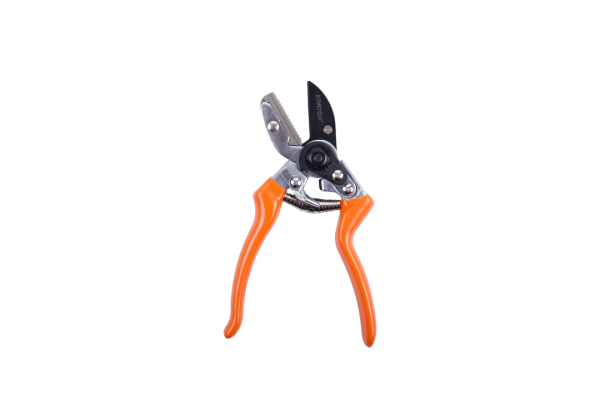 Изображение загружено обработкой по данным файла